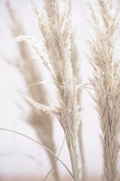 Japandi: Pampas Reed I by Monika Strigel