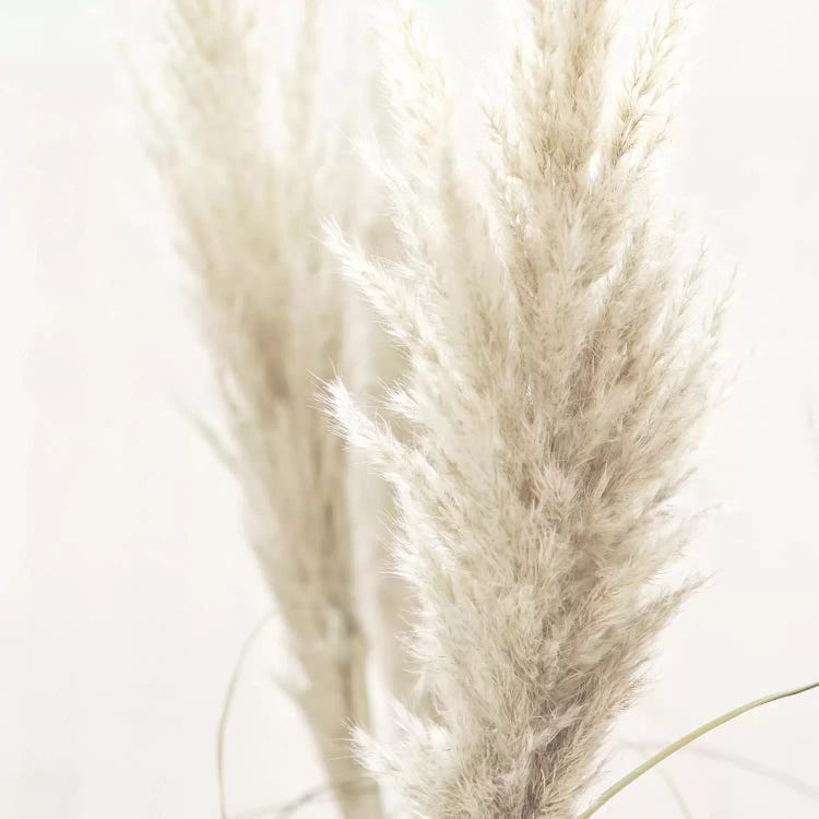 Pampas Reed II Square