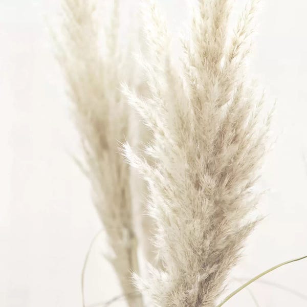 Grasses: Pampas Reed II Square by Monika Strigel