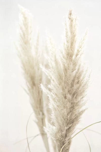 Nature Close-Ups: Pampas Reed II by Monika Strigel