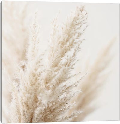 Pampas Reed III Square Canvas Art Print