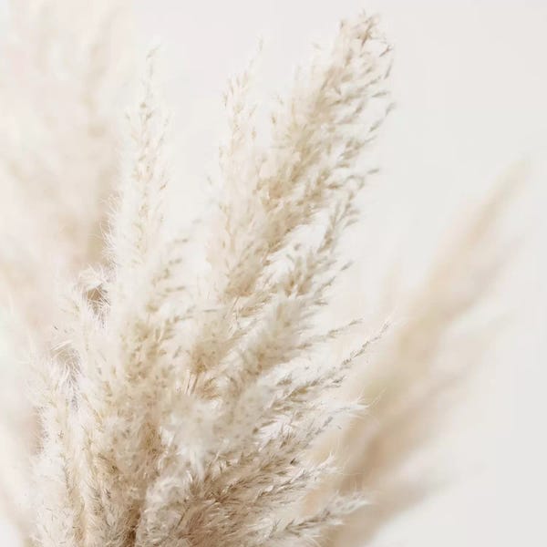 Zen Décor: Pampas Reed III Square by Monika Strigel