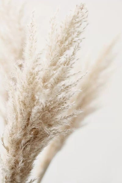 Monika Strigel: Pampas Reed III by Monika Strigel