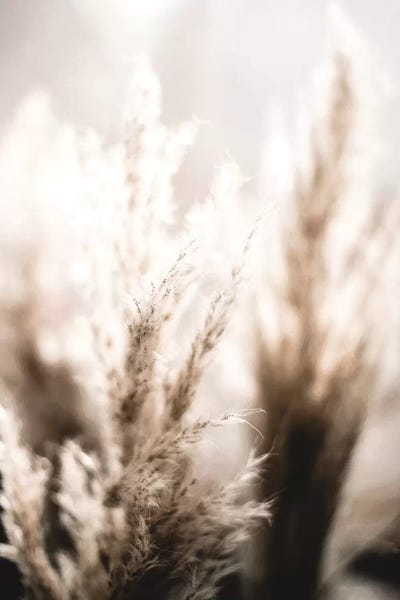 Grasses: Pampas Reed V by Monika Strigel