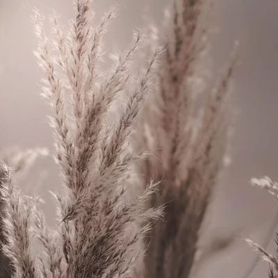 Pampas Reed VI Square by Monika Strigel framed canvas print