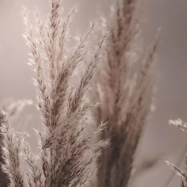 Grasses: Pampas Reed VI Square by Monika Strigel