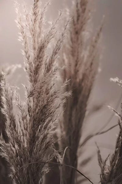 Zen Bedroom: Pampas Reed VI by Monika Strigel