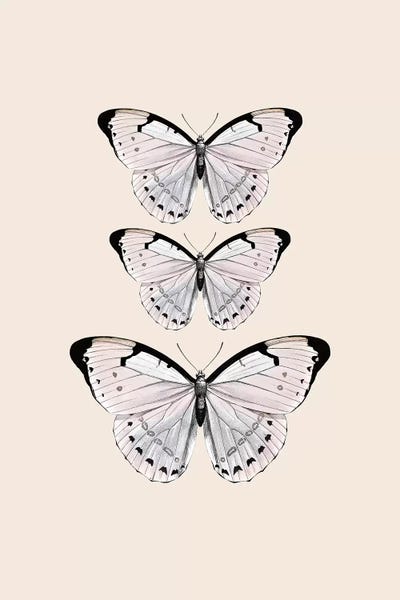 Papillion Beige by Monika Strigel framed canvas print