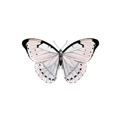 Papillion Rose Square by Monika Strigel framed canvas print