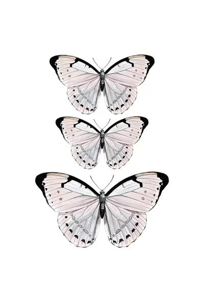 Papillion Rose by Monika Strigel framed canvas print