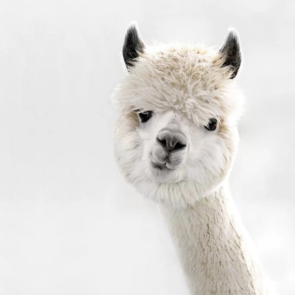 Alpacas: Peeky Alpaca Square by Monika Strigel