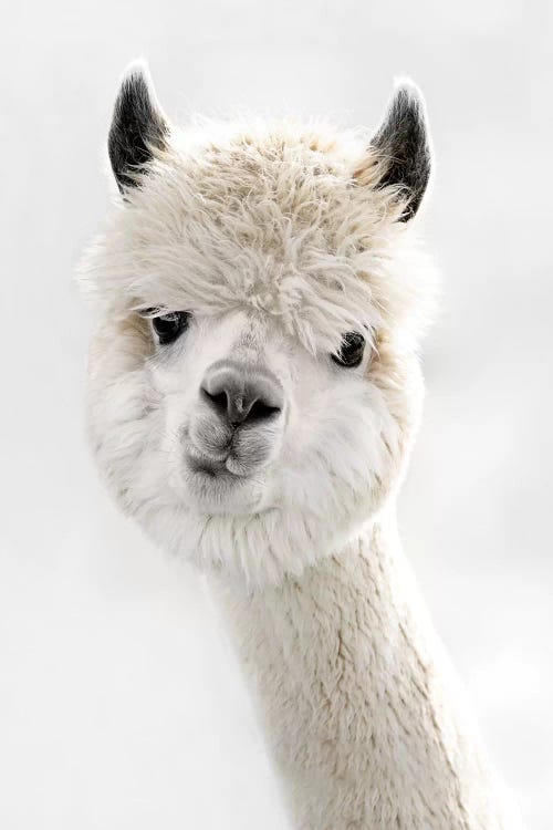 Peeky Alpaca