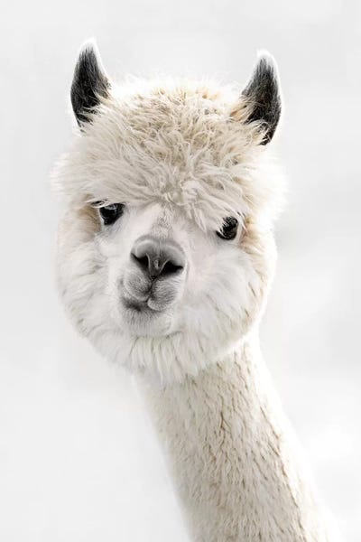 Llamas & Alpacas: Peeky Alpaca by Monika Strigel