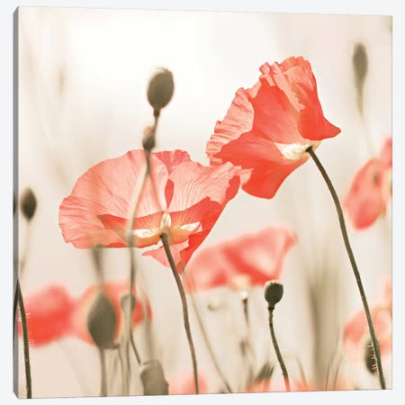 Poppy Flowers Peach Square Canvas Print #GEL241} by Monika Strigel Canvas Art Print