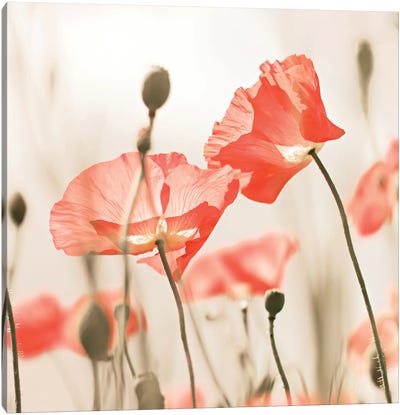 Poppy Flowers Peach Square Canvas Art Print - Monika Strigel