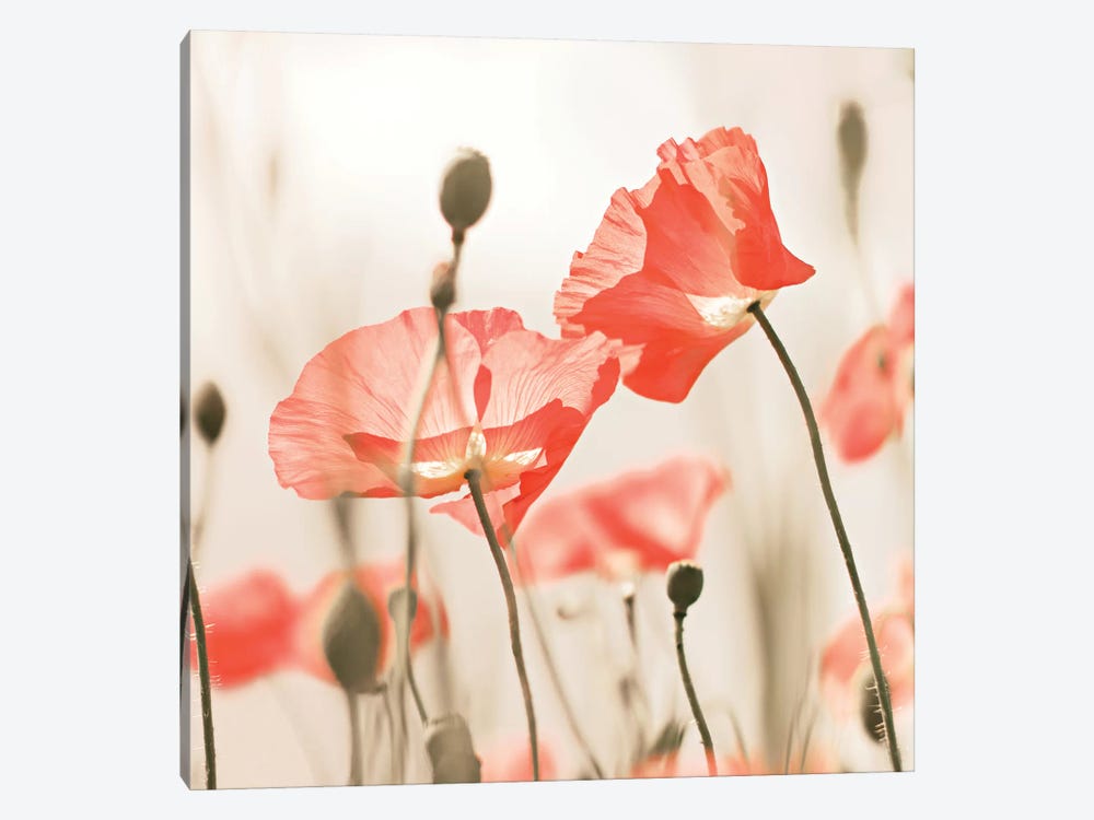 Poppy Flowers Peach Square by Monika Strigel 1-piece Canvas Art Print