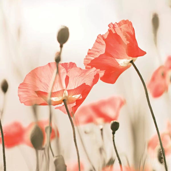 Floral Close-Ups: Poppy Flowers Peach Square by Monika Strigel