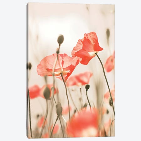 Poppy Flowers Peach Canvas Print #GEL242} by Monika Strigel Canvas Print