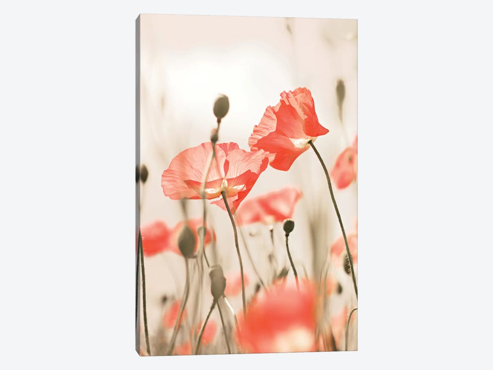 Poppy Flowers Peach by Monika Strigel 1-piece Canvas Artwork