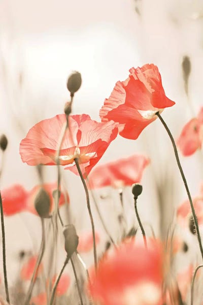 Nature Close-Ups: Poppy Flowers Peach by Monika Strigel