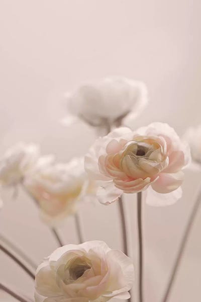 Rose Flowers I by Monika Strigel framed canvas print