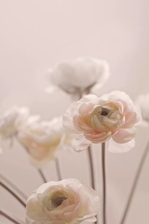 Rose Flowers I