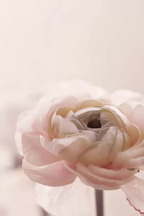 Rose Flowers II by Monika Strigel wall art