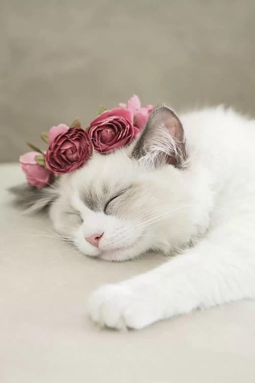Sleepy Kitty by Monika Strigel wall art