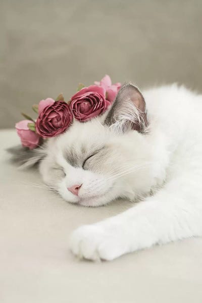 Sleeping & Napping: Sleepy Kitty by Monika Strigel