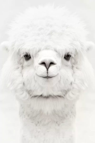 Smiling Alpaca by Monika Strigel framed wall art