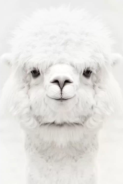Smiling Alpaca