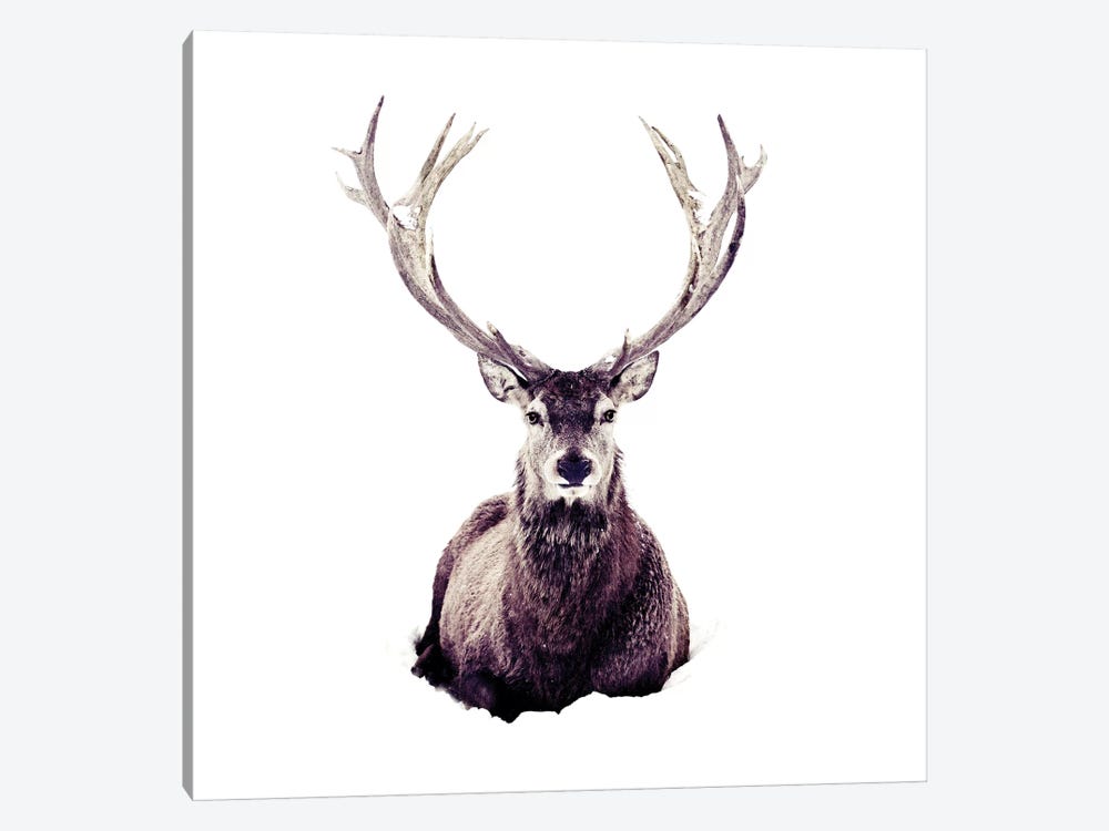 Stag In Snow III Square by Monika Strigel 1-piece Canvas Wall Art