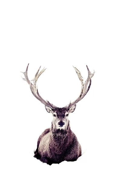 Stag In Snow III by Monika Strigel framed canvas print