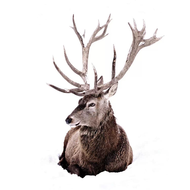 Stag In Snow II Square