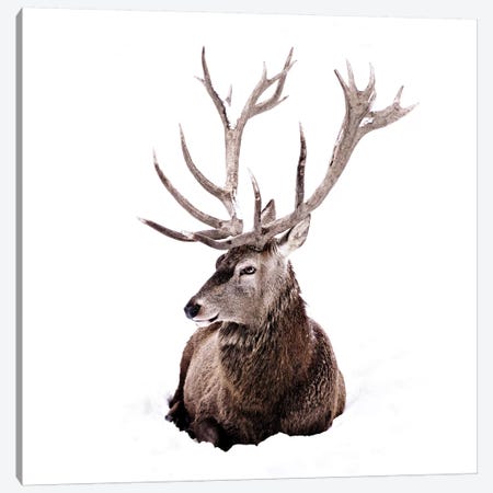 Stag In Snow II Square Canvas Print #GEL279} by Monika Strigel Canvas Wall Art