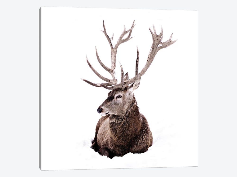 Stag In Snow II Square by Monika Strigel 1-piece Canvas Art
