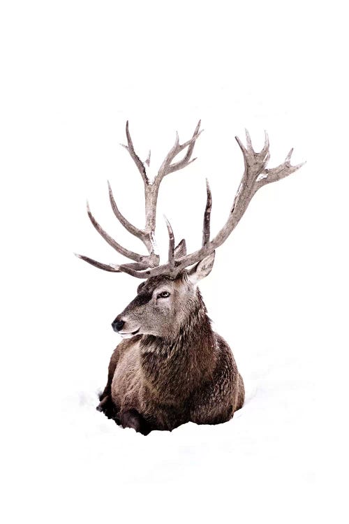 Stag In Snow II