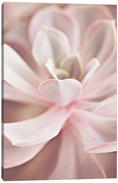 Succulent Rose Pastel Canvas Art Print - Monika Strigel