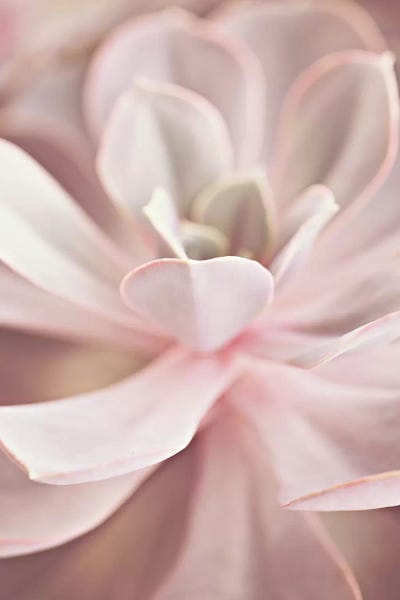 French Country Décor: Succulent Rose Pastel by Monika Strigel