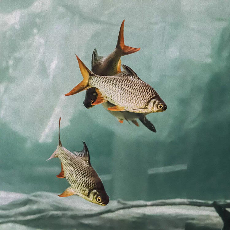 The Swarm I Square by Monika Strigel wall art