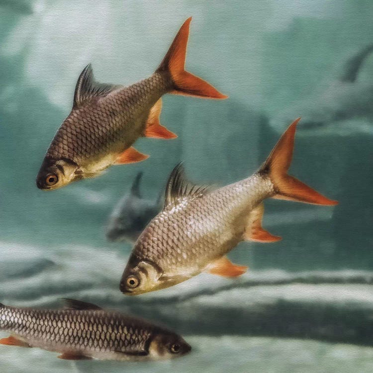 The Swarm II Square by Monika Strigel wall art