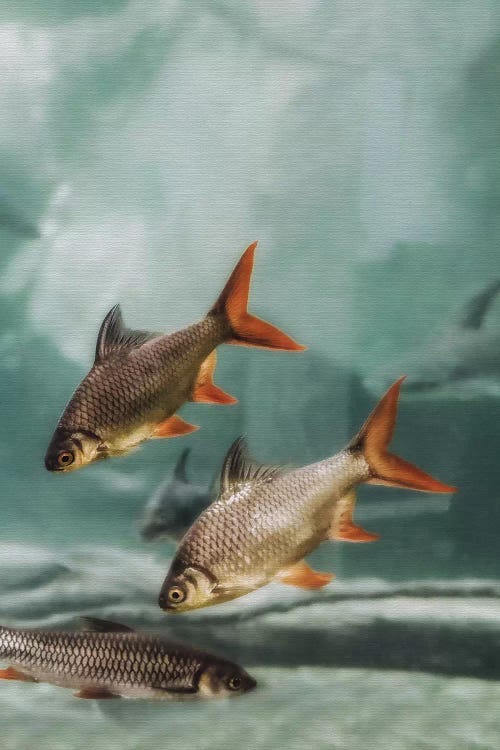 The Swarm II by Monika Strigel wall art