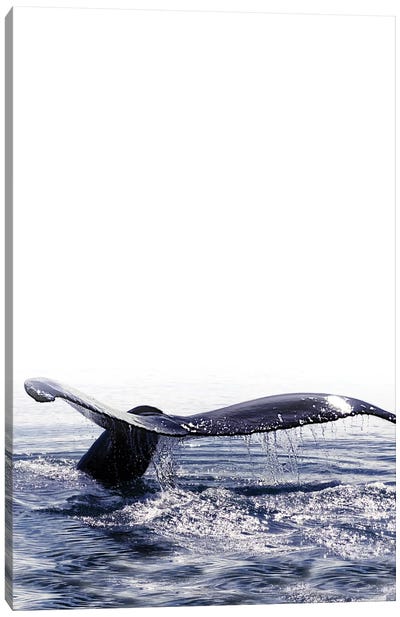 Whale Song I Iceland Canvas Art Print - Monika Strigel