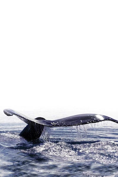 Whales: Whale Song I Iceland by Monika Strigel