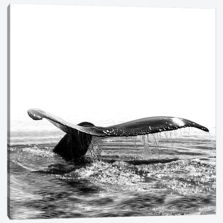 Whale Song I Iceland Black And White Square Canvas Print #GEL304} by Monika Strigel Canvas Print