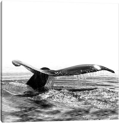 Whale Song I Iceland Black And White Square Canvas Art Print - Monika Strigel