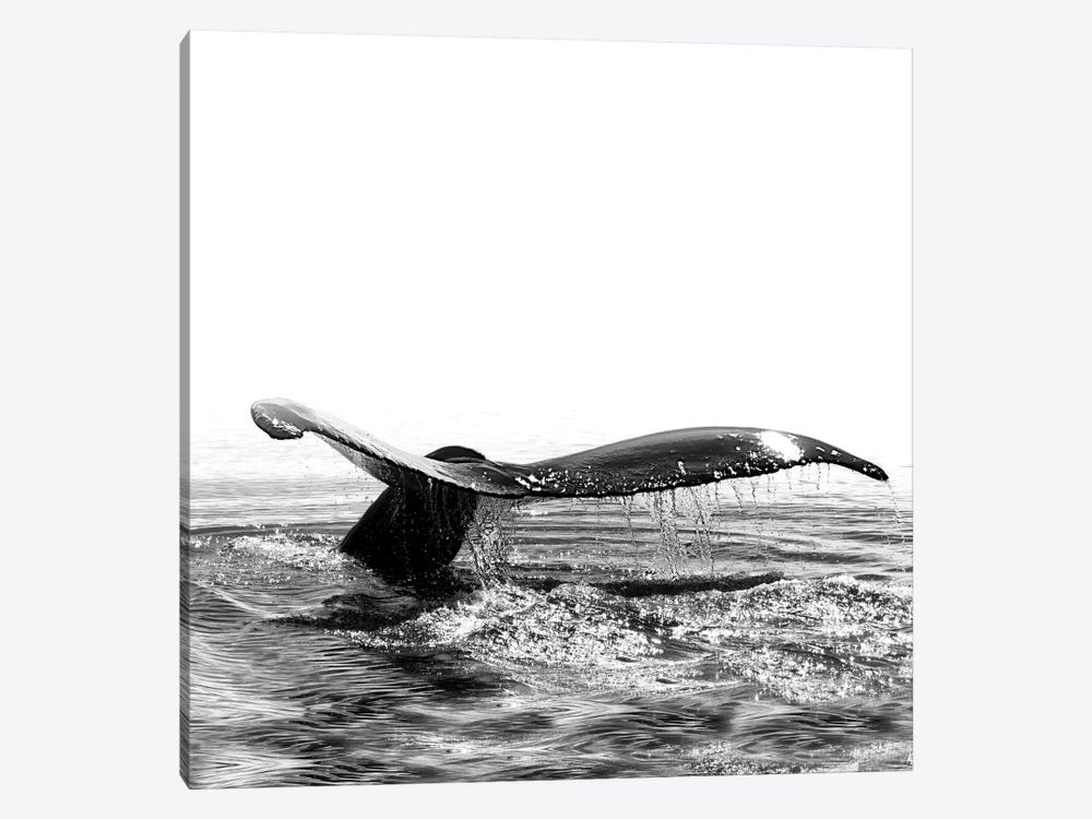 Whale Song I Iceland Black And White Square by Monika Strigel 1-piece Art Print