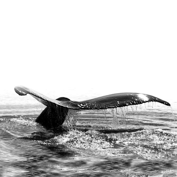 Whales: Whale Song I Iceland Black And White Square by Monika Strigel