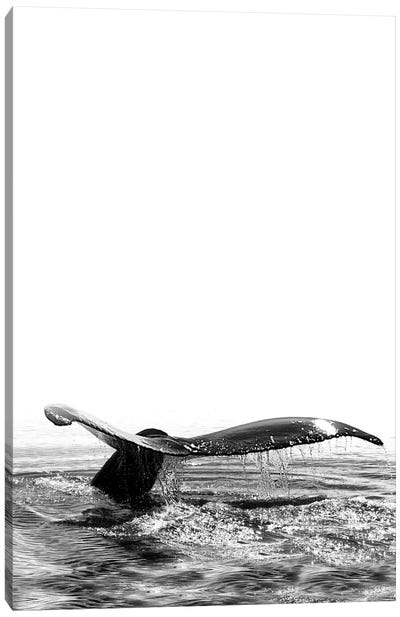 Whale Song I Iceland Black And White Canvas Art Print - Monika Strigel