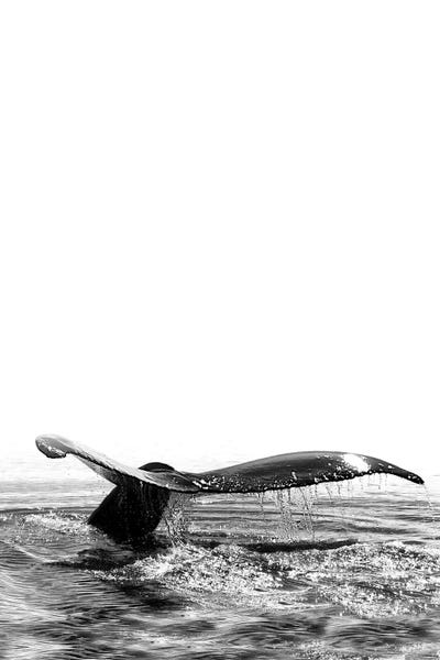 Whales: Whale Song I Iceland Black And White by Monika Strigel